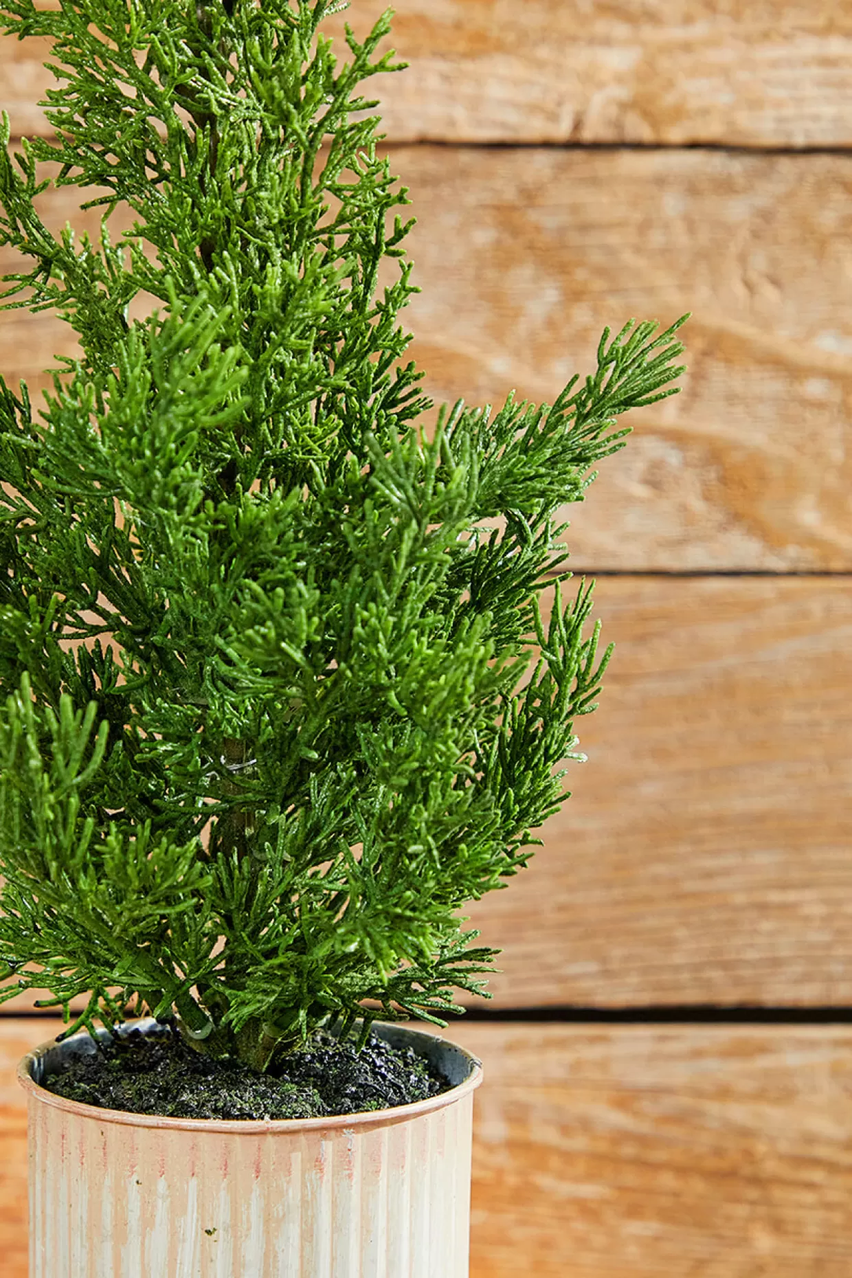 Decorator's Warehouse 18" Plastic Cypress Tree In Tin Pot