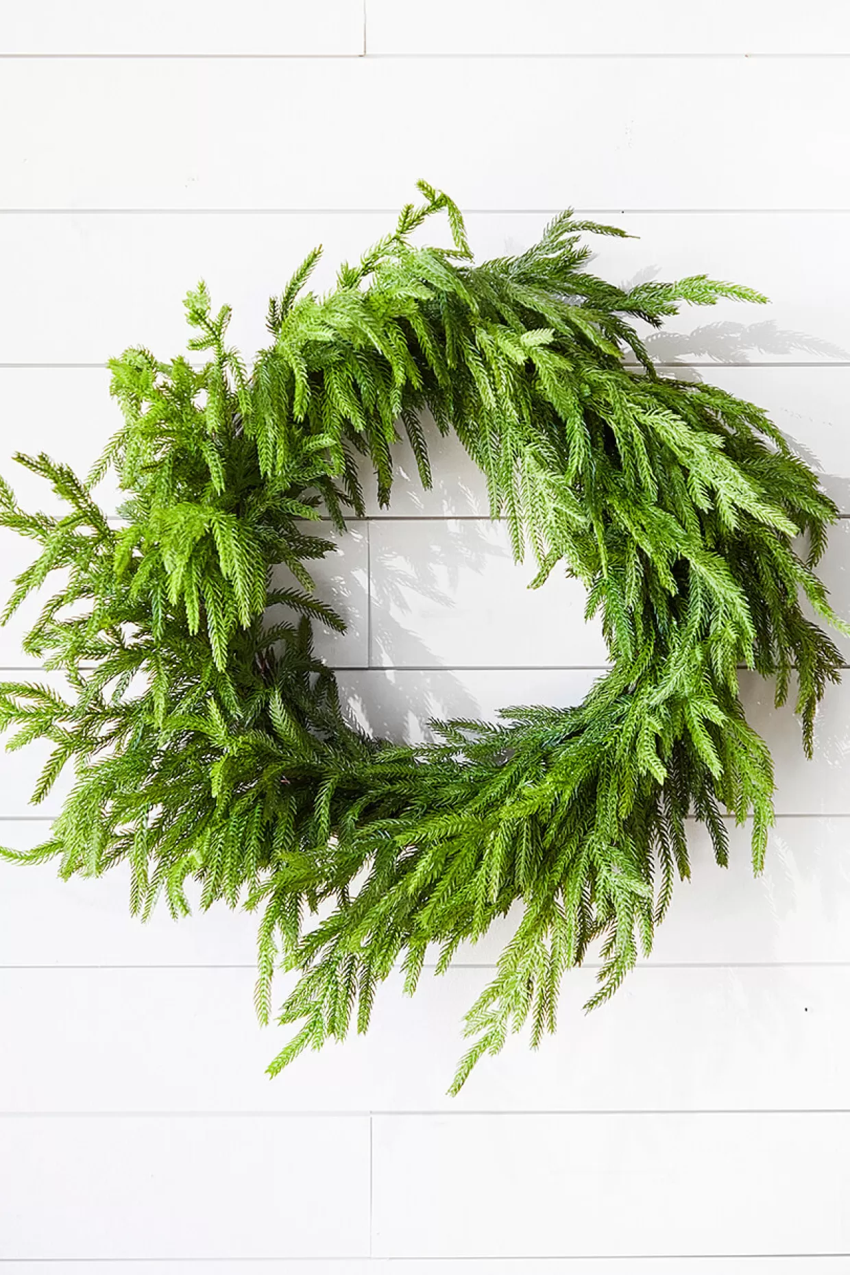 Decorator's Warehouse 24” Just Cut Norfolk Pine Wreath