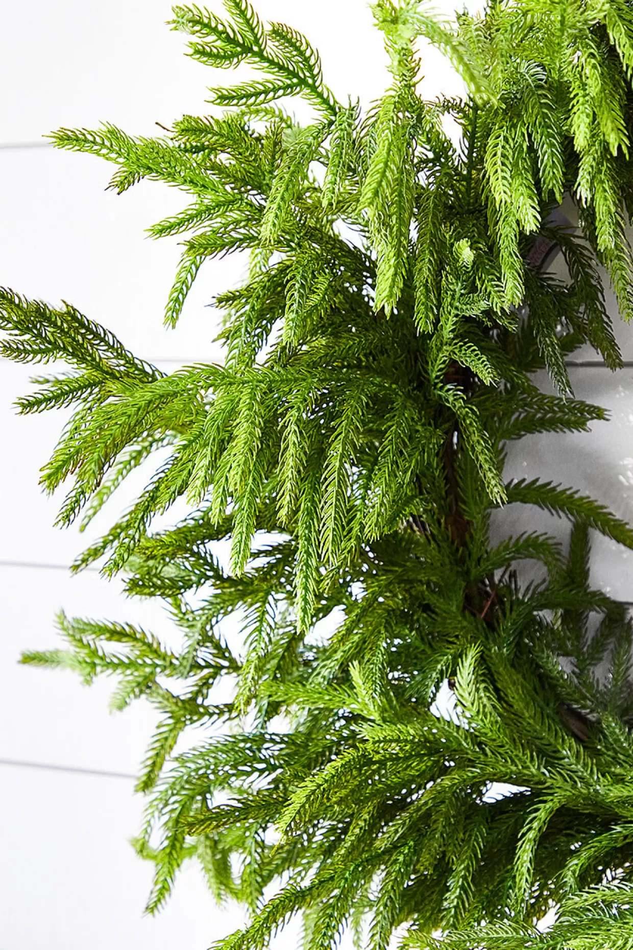 Decorator's Warehouse 24” Just Cut Norfolk Pine Wreath