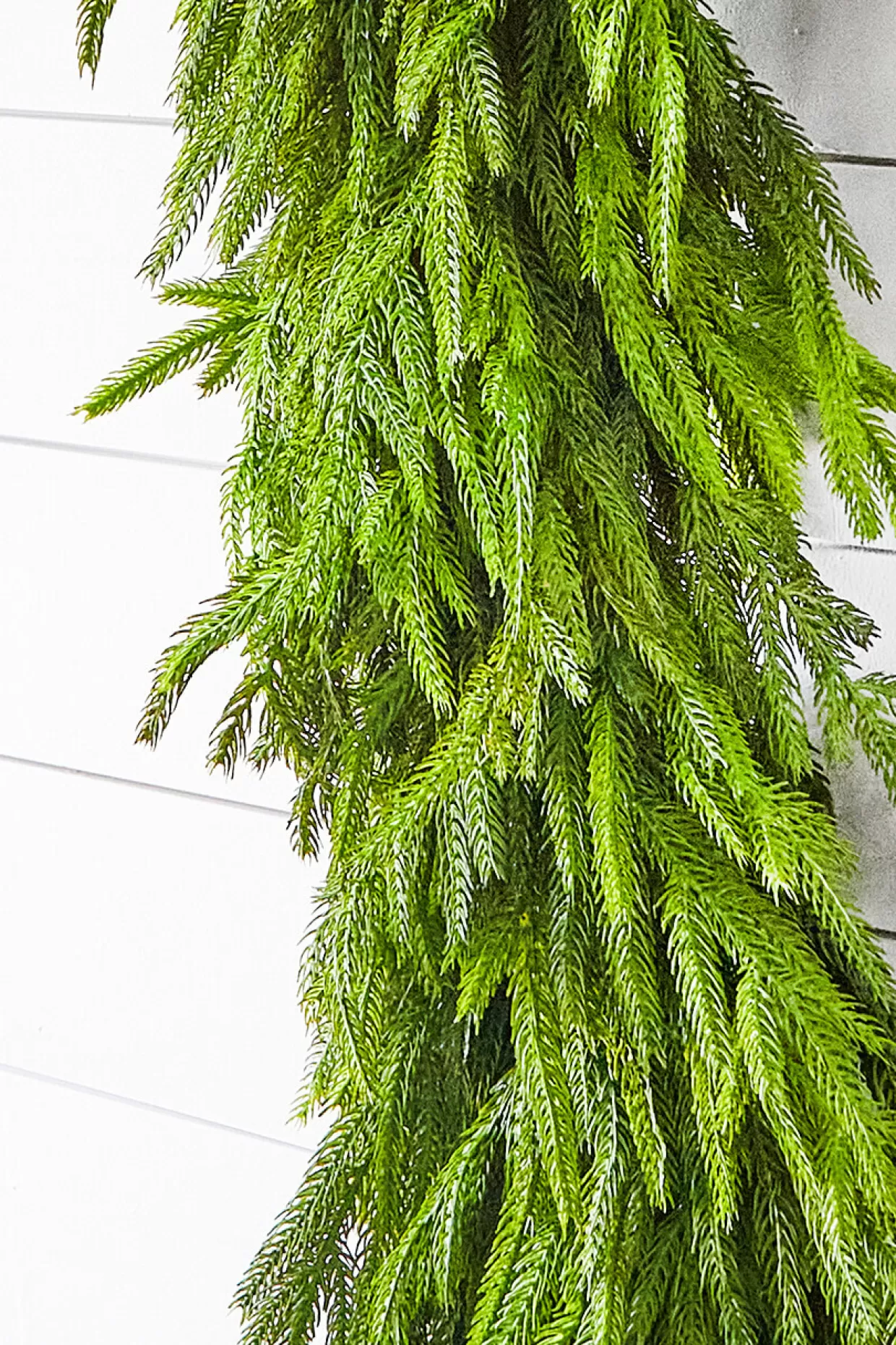 Decorator's Warehouse 60" X 16" Real Touch Deluxe Norfolk Pine Garland