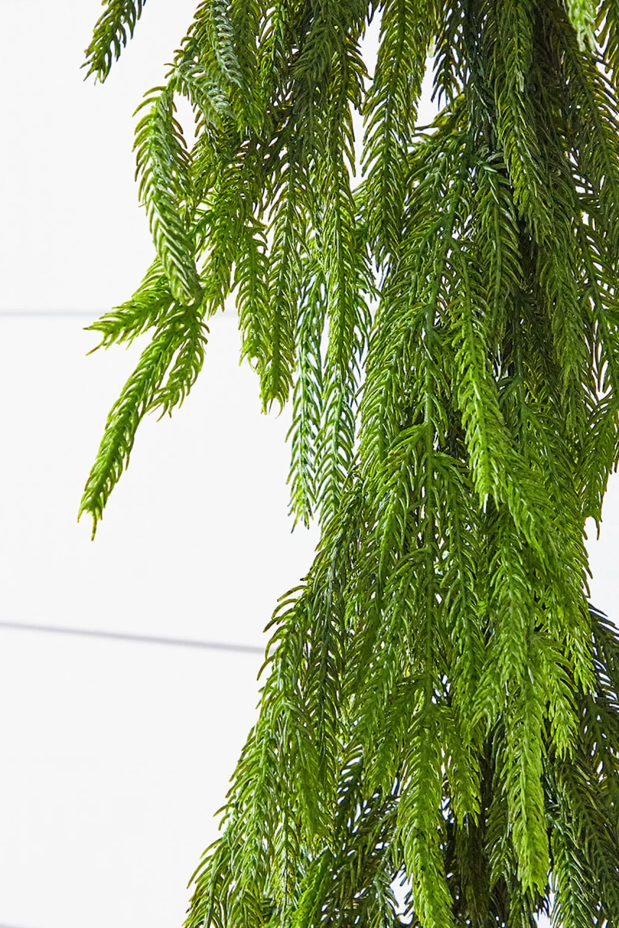 Decorator's Warehouse 72” Real Touch Norfolk Pine Garland